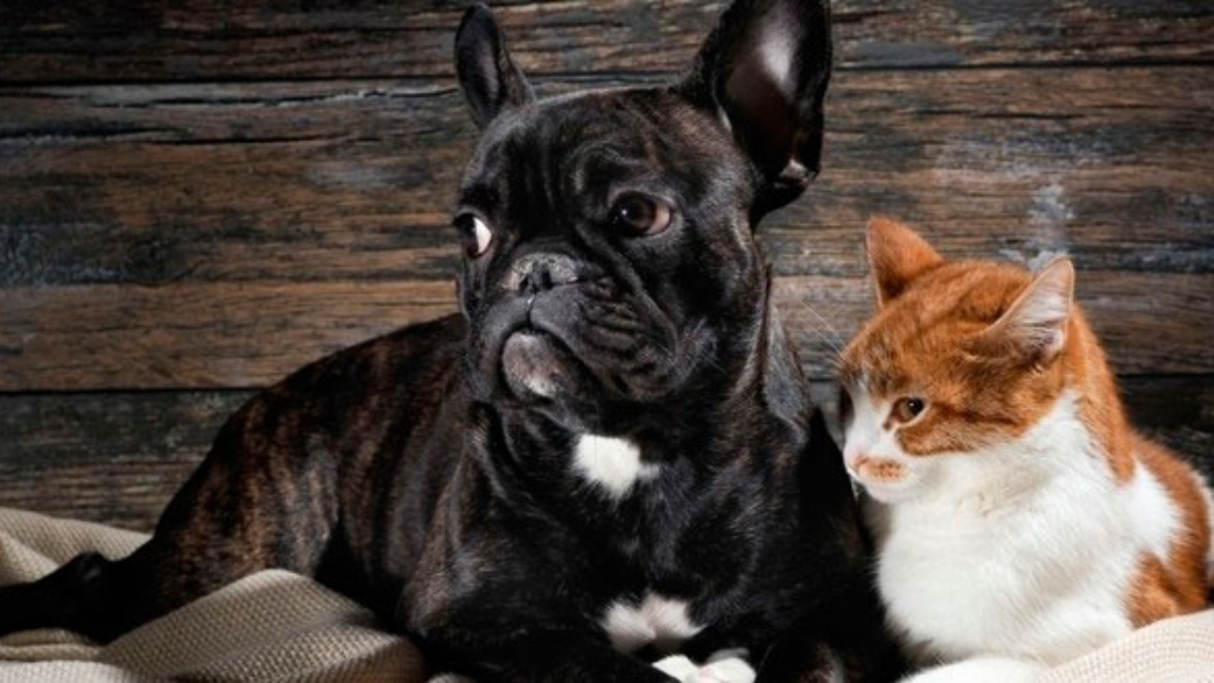 el_consumo_de_menos_comida_aumenta_la_vida_de_perros_gatos