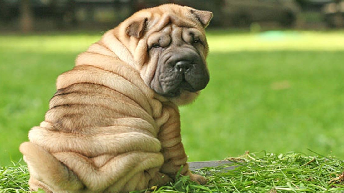 Shar-pei-curiosidades-caracteristicas-y-cuidados