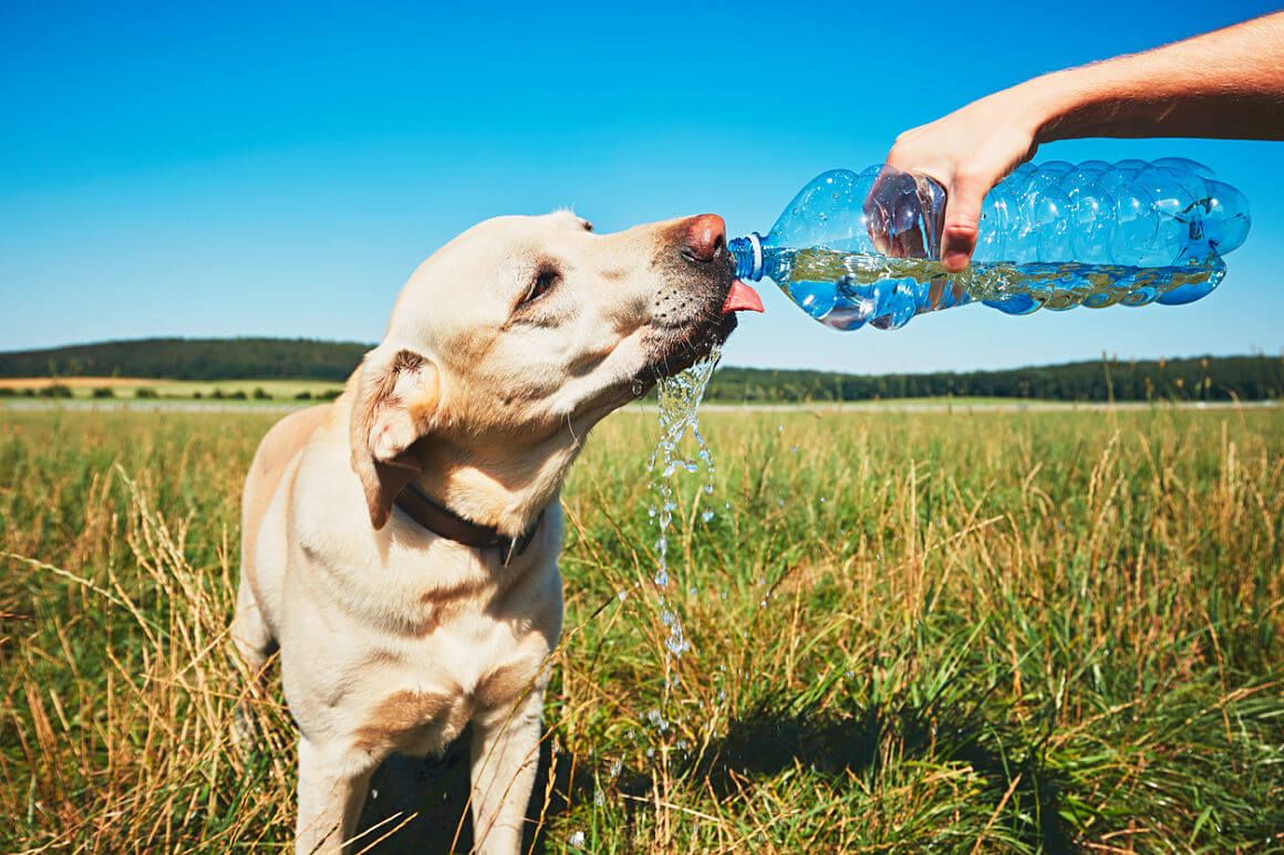 Consejos pet friendly para el calor: hidratación