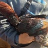 Riña de gallos