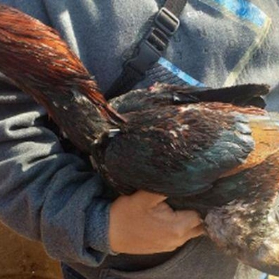 Riña de gallos