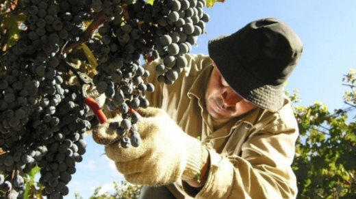 cosecha uva salta