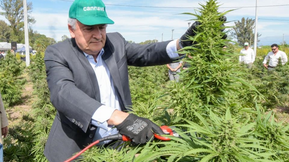 Morales Cannabis