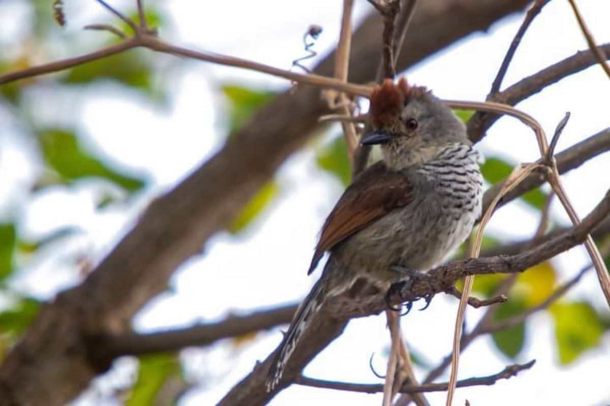 Con más del 65% de aves del país, Salta es líder en “pajareo”