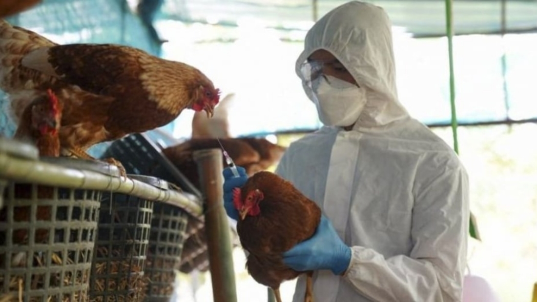 gripe aviar