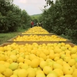 Limones