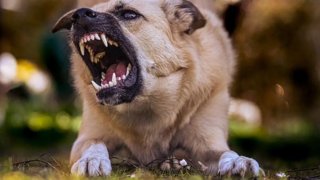 Perro