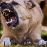 Perro