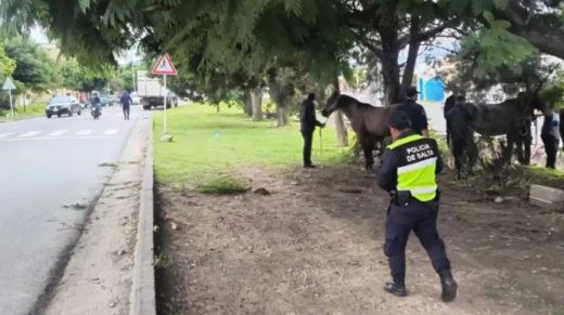 Animales Sueltos